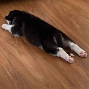 Meet your Posher, Daniel